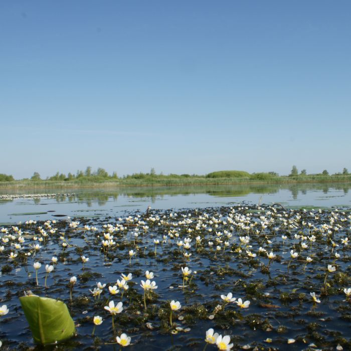 Federsee mit Blüten des spreizenden Hahnenfuß